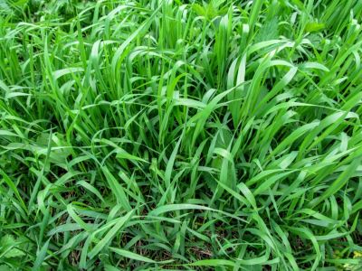 Long Green Quackgrass