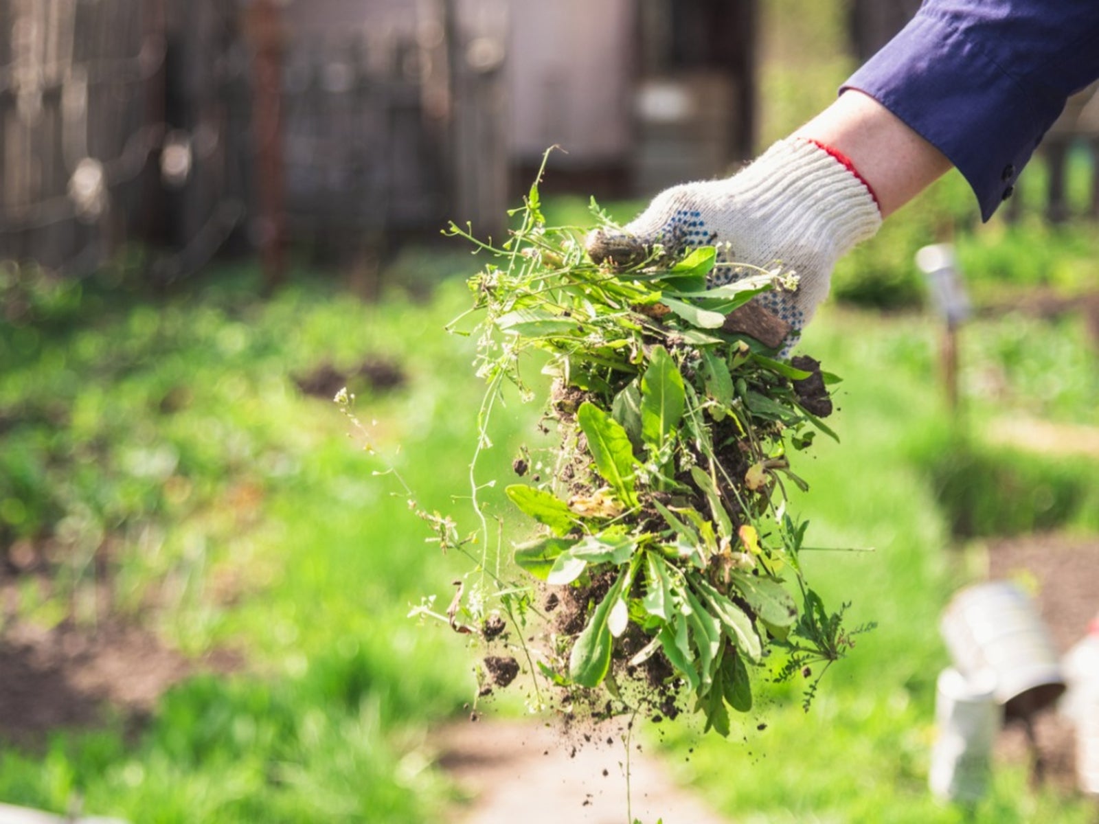 Managing Weeds - Ideas For Weed Control In Gardens
