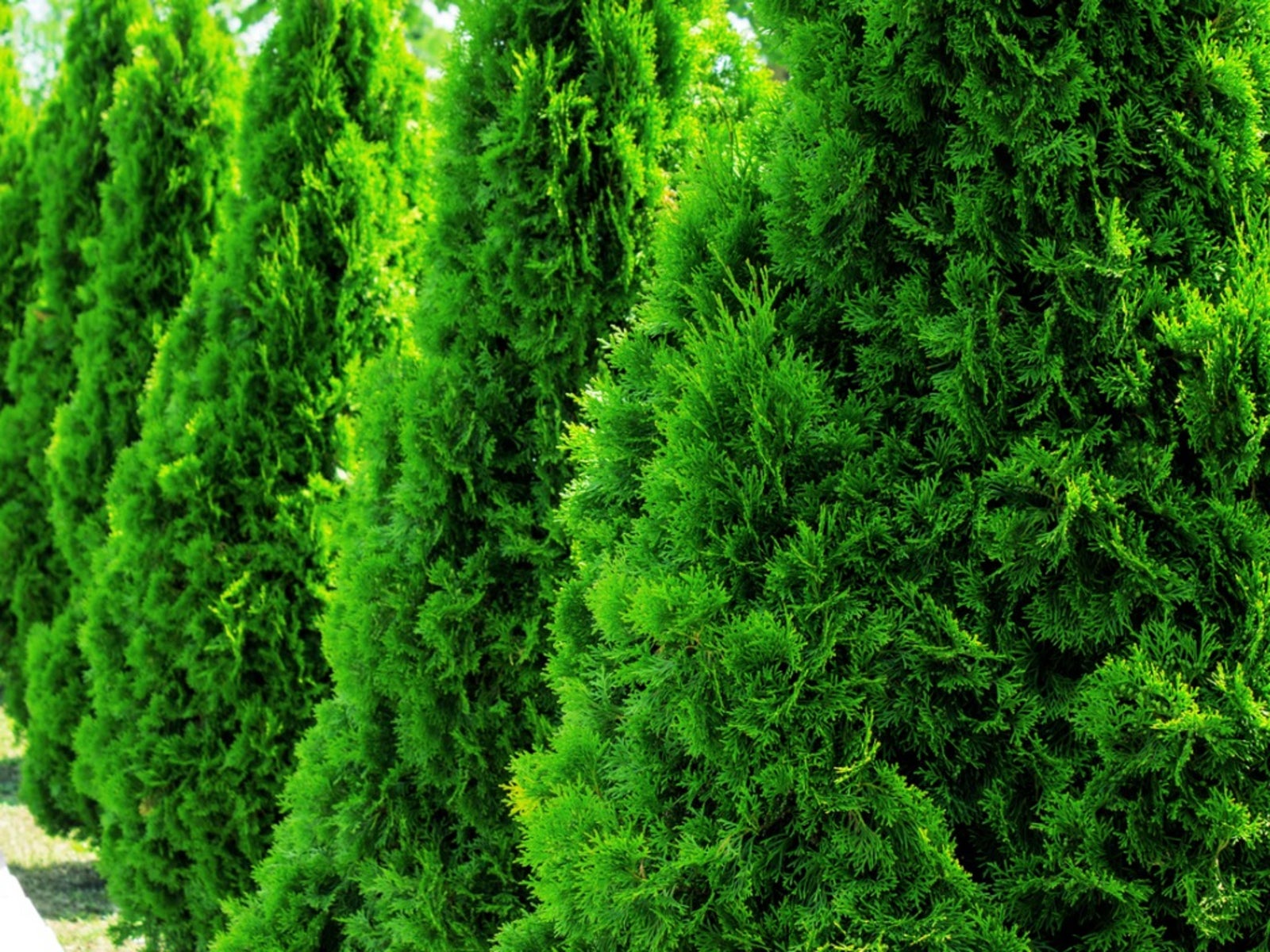 Planting An Arborvitae When To Plant Arborvitae Trees And ...