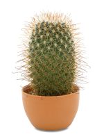 Potted Spiky Thumb Cactus