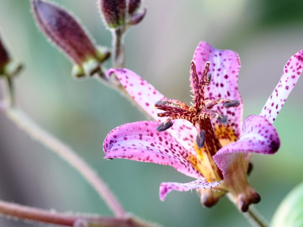A purple toad lily