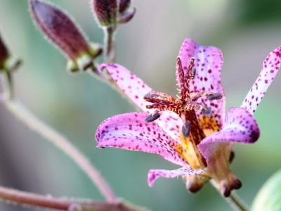 Pink Spotted Toad Lily Plant