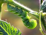 Green Tomato Hornworm