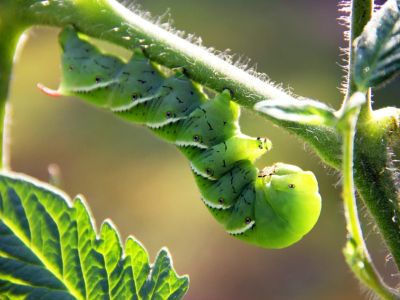 Get Rid Of Tomato Hornworms Naturally