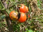 Blight Fungal Infection On Tomato Plants