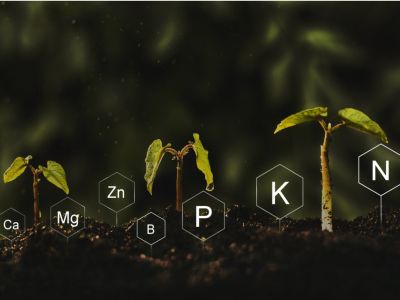Chemical Symbols Surrounding Seedlings