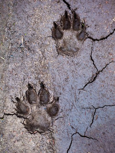 Animal Pawprints In The Mud