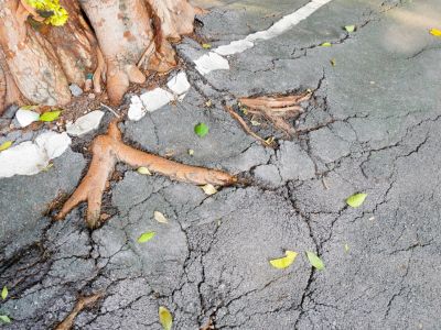 Tree Roots Rising From Under Concrete