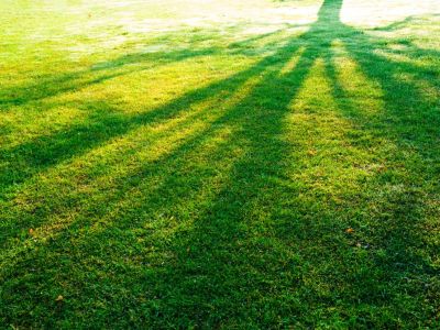 Tree Shadow On Green Grass