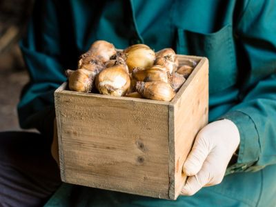 Person Holding A Wooden Box Full Of Bulbs