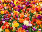 tulip flowerbed