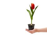 Hand Holding A Single Potted Tulip Bulb