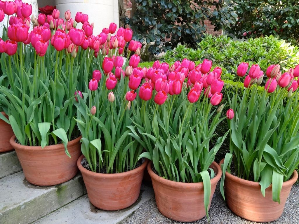Pink Tulips In Containers