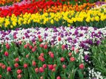 Rows Of Colorful Flowers Including Tulips