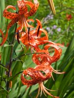 Spotted Orange Turk's Cap Lilies