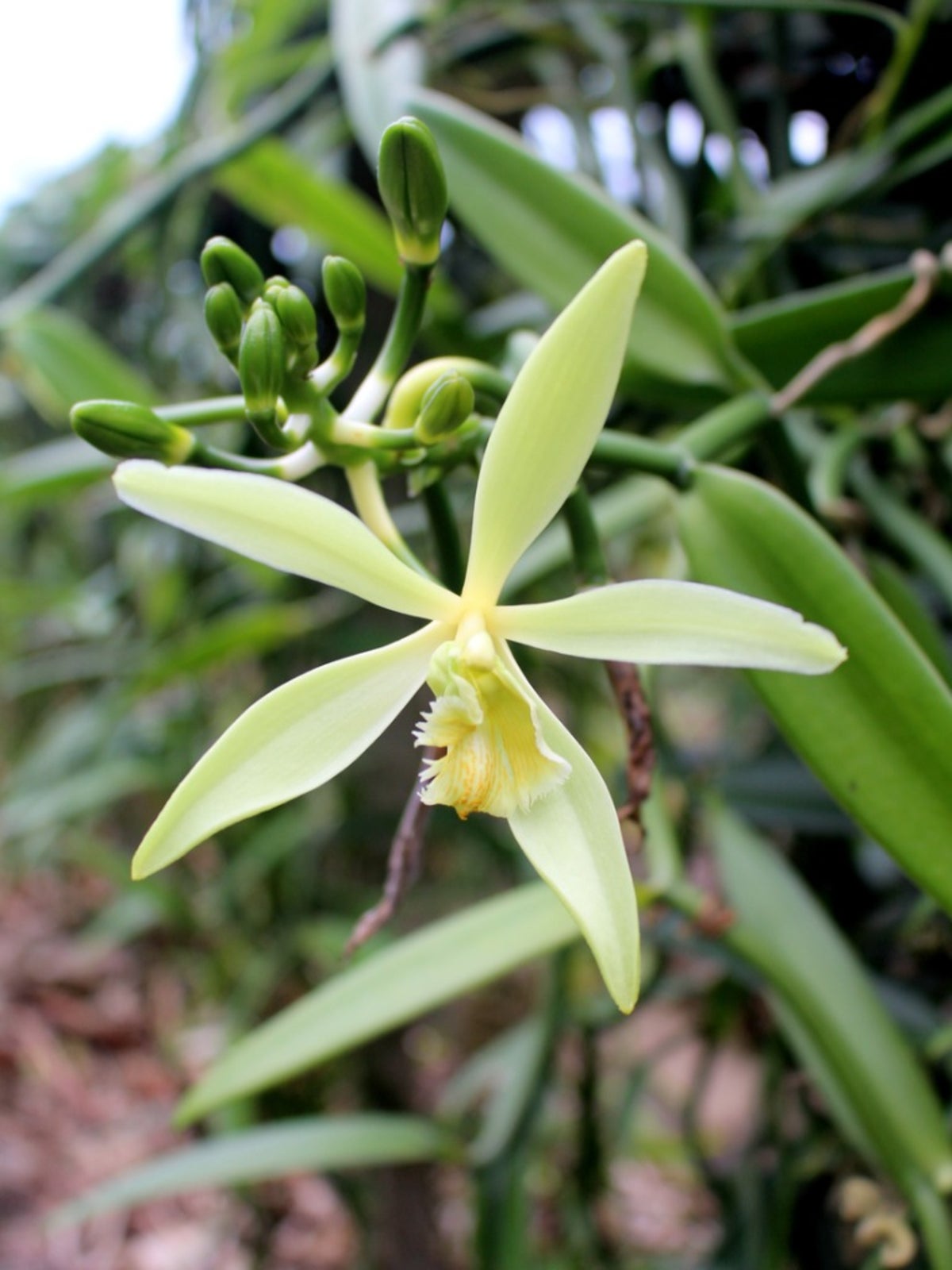 SHIPPING 8 WEEKS FROM SOUTH AFRICA VANILLA ORCHID-VANILA PLANIFOLIA-1000 SEEDS 