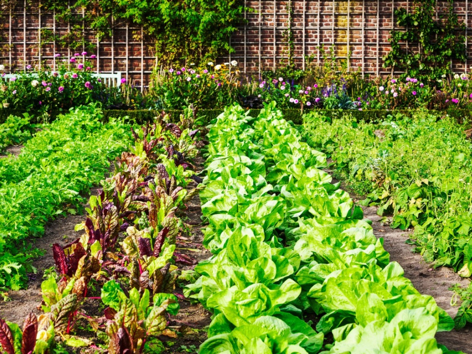 vegetable garden orientation - direction of vegetable garden rows