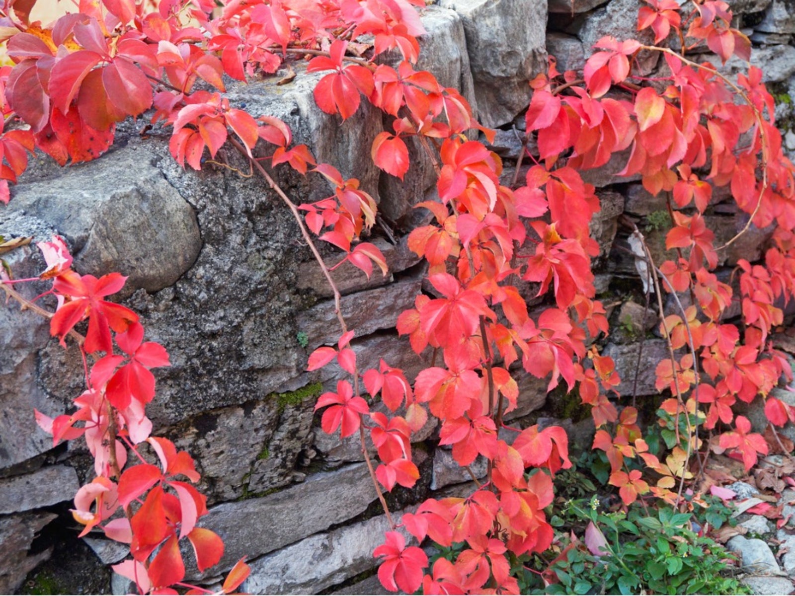 Controlling Virginia Creeper - Tips For Getting Rid Of ...
