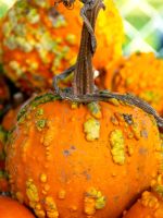 warty knuckledhead pumpkins