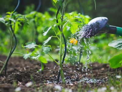 A Vegetable Garden Being Watered