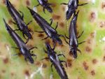 weeping fig thrips