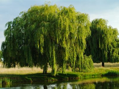 Large Willow Trees Along Water