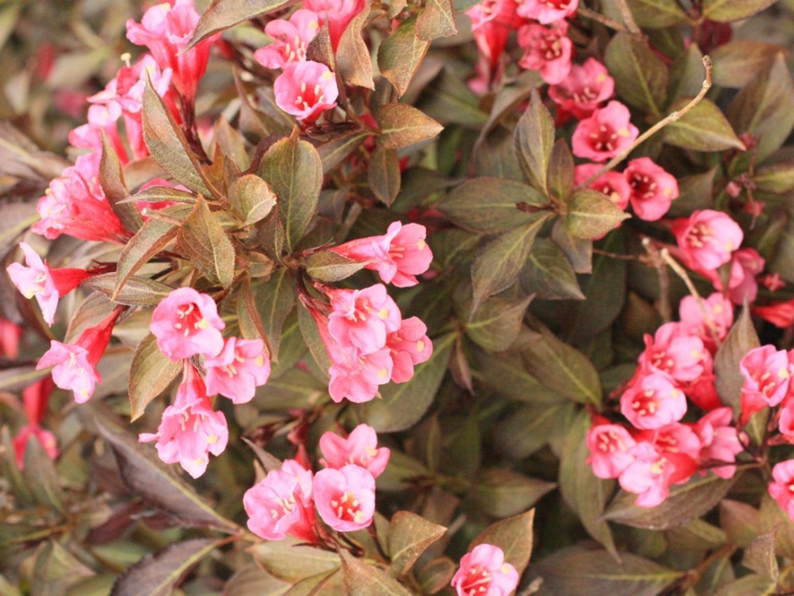 Pruning Weigelas How And When To Trim Weigela Bushes