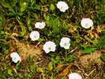 wild white bindweed flower
