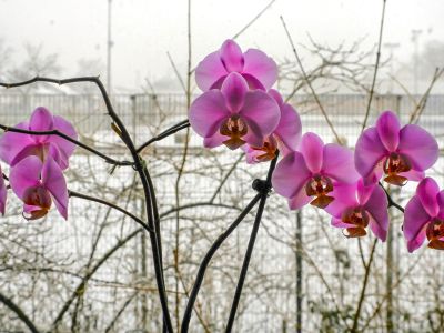 Pink Orchids With A Snowy Background