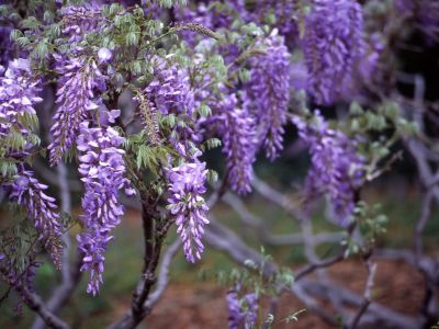 Purple Flowered Wisteria Vines