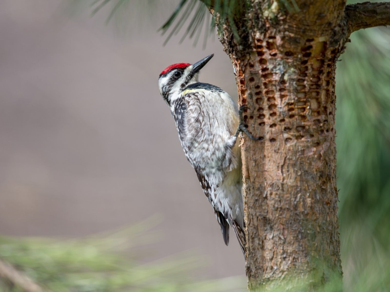 how to prevent woodpecker damage to trees
