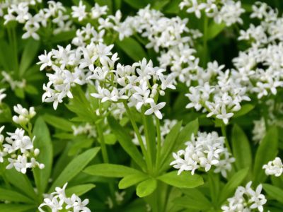 White Flowered Sweet Woodruff Herb Plants