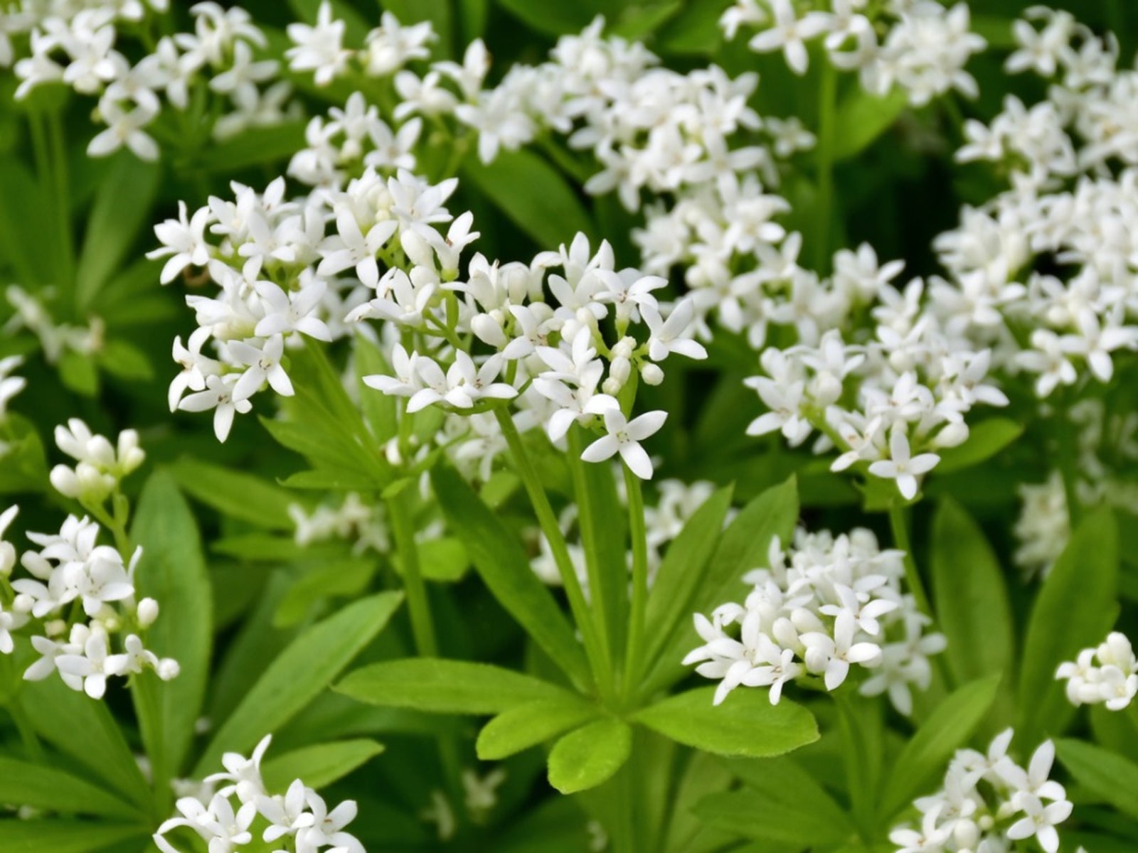SWEET WOODRUFF Galium Groundcover White Flowers Odoratum Wildflower 5 Seeds 
