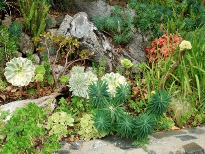 Herbs  Succulents  And Vegetables In A Xeriscape Garden