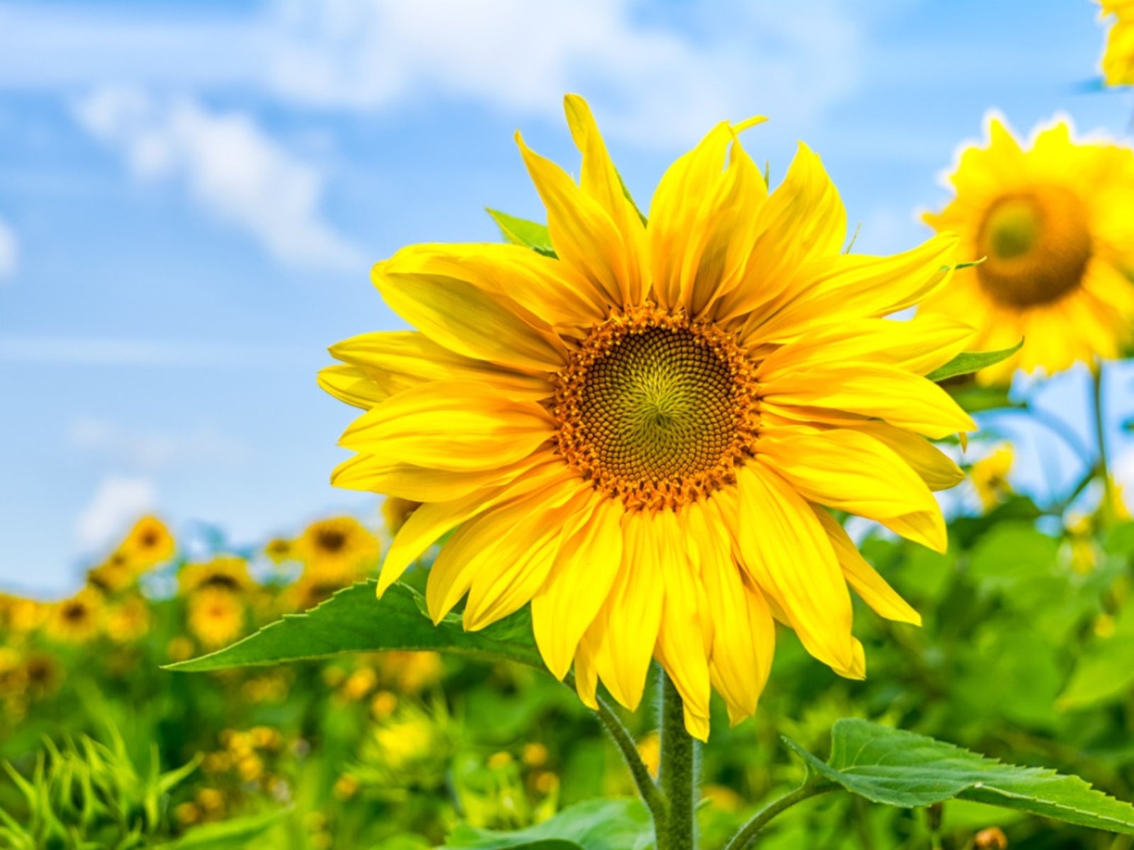 Growing Sunflowers: How To Add Sunflowers To The Garden