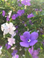 White And Purple Flowered Brunfelsia Shrubs