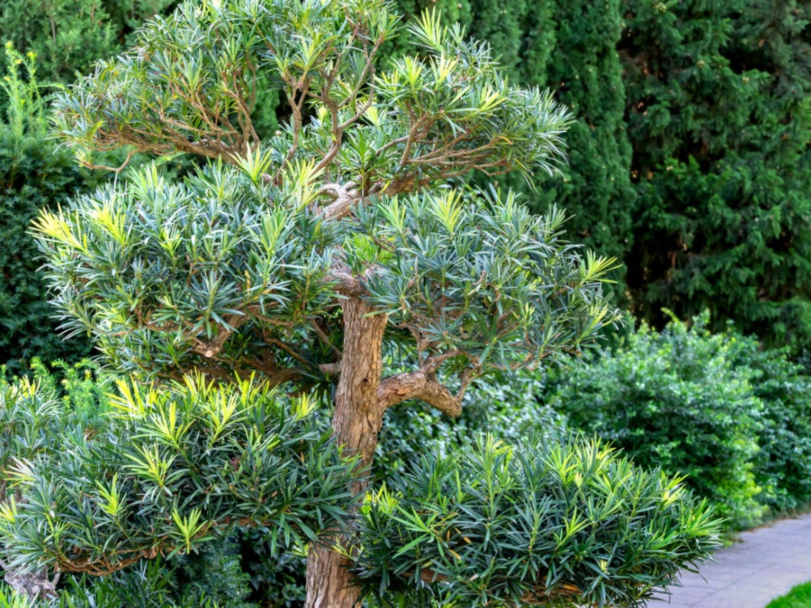 5 Podocarpus Macrophyllus Yew Plum Pine Tree Seeds Beautiful Decor Bonsai Plants 