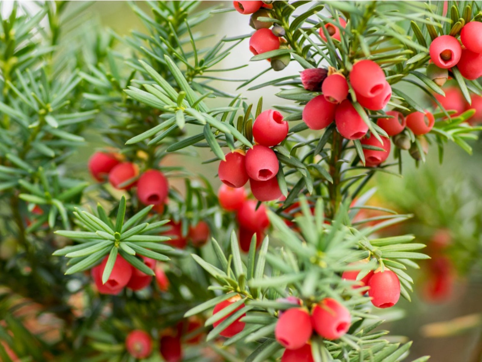 taxus yew shrubs - how to grow yew bushes