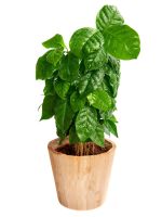 Large Potted Coffee Plant