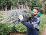 Make A Christmas Tree Last Longer: Caring For A Live Christmas Tree