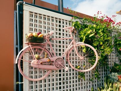 A bicycle painted light pink is mounted on a white trellis in a garden