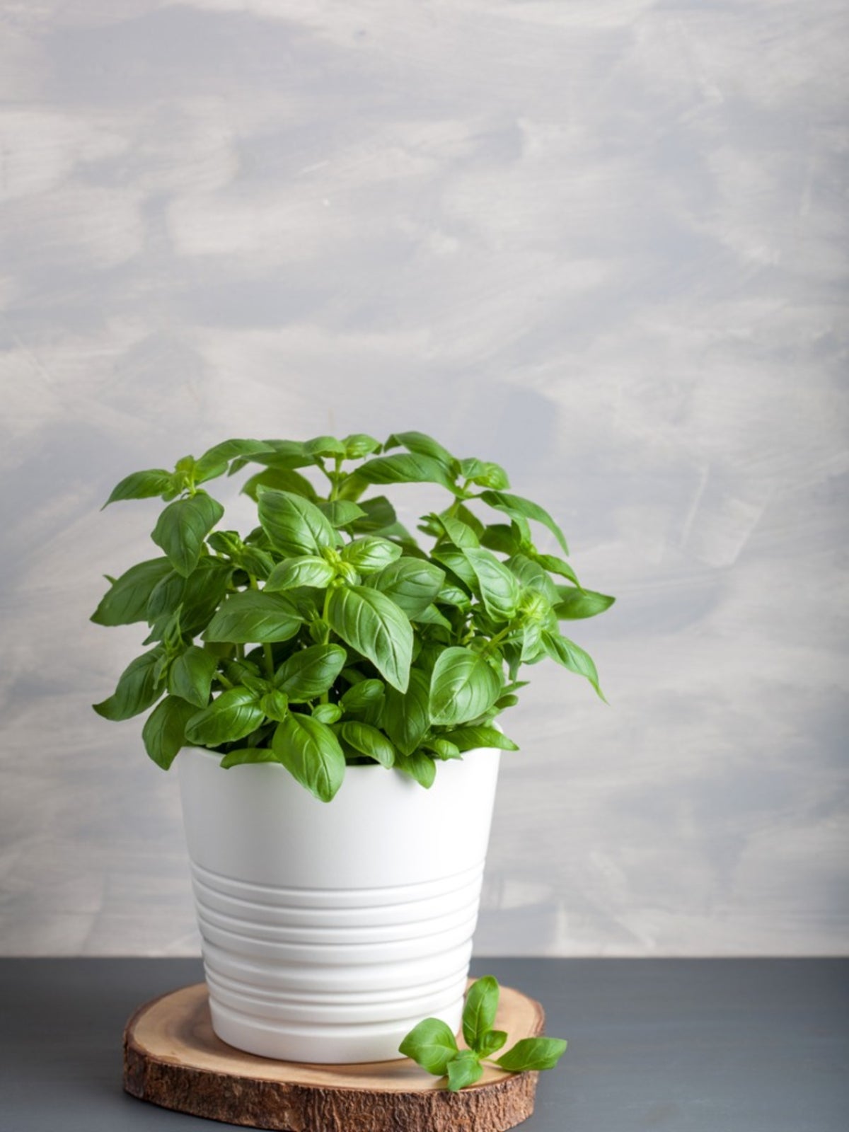 How to best care for potted basil plants in door