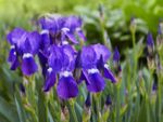 Purple German Bearded Iris Flowers