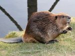 Beaver Sitting On Edge Of Body Of Water