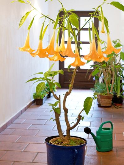 Indoor Yellow Brugmansia Plant