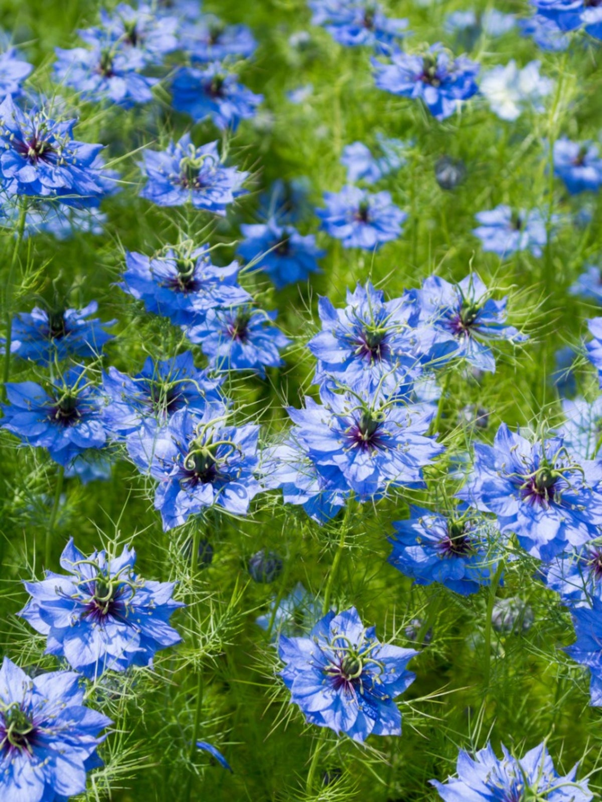 nigella plant info: learn about the care of love in a mist flower