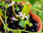 Close Up Of Flowers On A Potted Radish Plant
