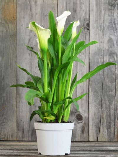Holiday gift LIVE BARE ROOT PLANT Calla lily Yellow Calla indoor/outdoor