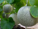 Planted Cantaloupe Melons