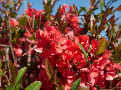 Red Flowered Quince Fruit Tree Hedge